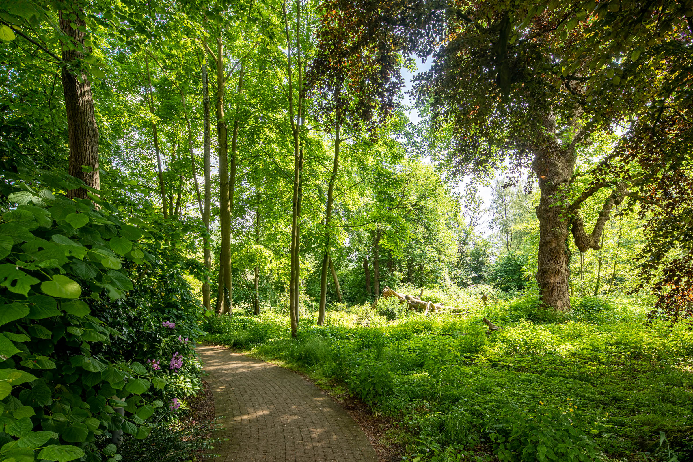 Seniorenzorg Philippus Neri nabijgelegen parkbos voor Huize Den Dries en Residentie Parkbos in Sinaai